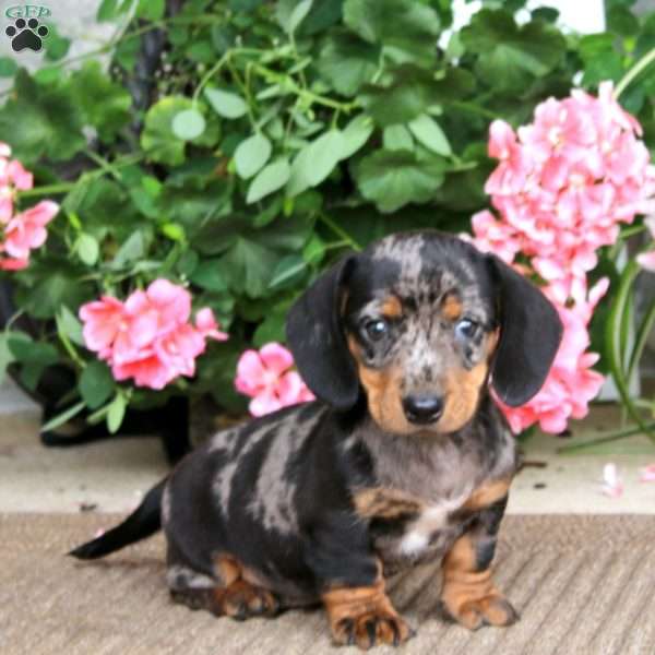 Brenda, Dachshund Puppy