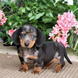 Brenda, Dachshund Puppy