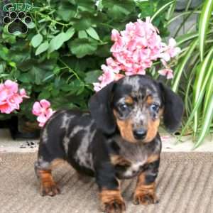 Brenda, Dachshund Puppy