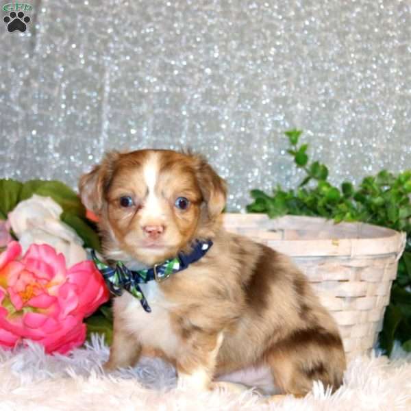 Brendyn, Chihuahua Puppy