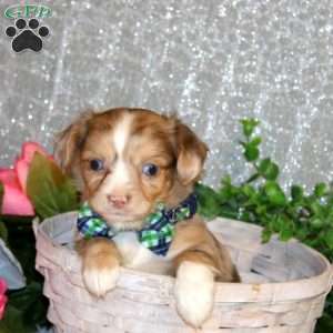 Brendyn, Chihuahua Puppy