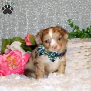 Brendyn, Chihuahua Puppy