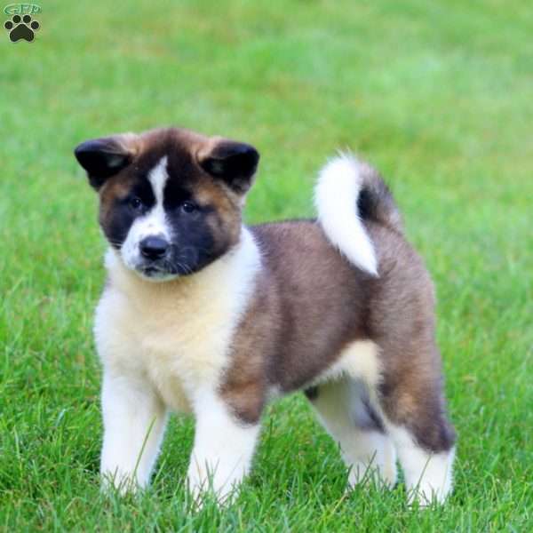 Brianna, Akita Puppy