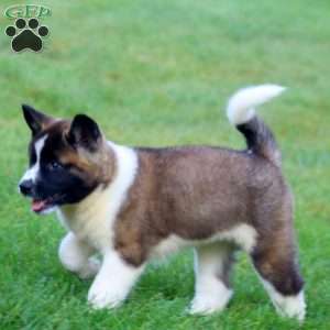 Brianna, Akita Puppy