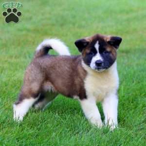 Brianna, Akita Puppy