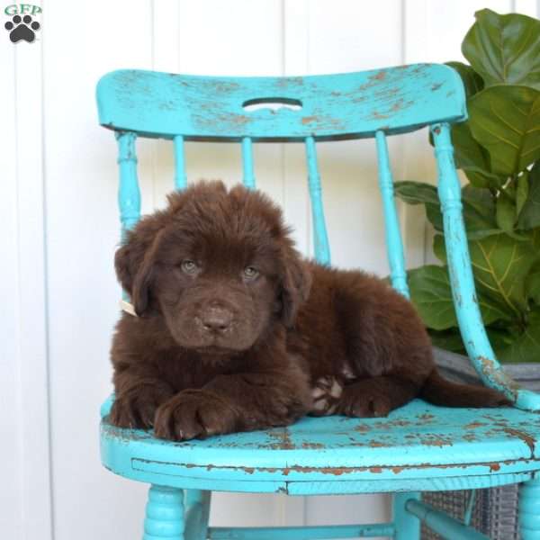 Bridget, Newfoundland Puppy