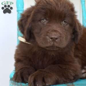 Bridget, Newfoundland Puppy