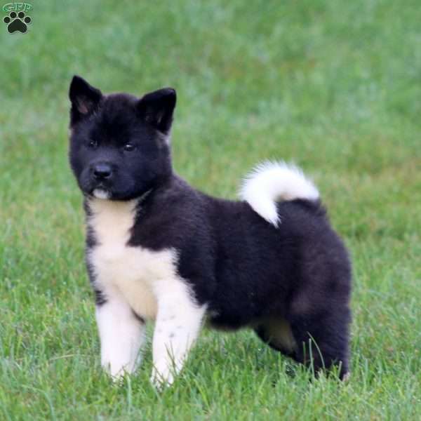 Brie, Akita Puppy