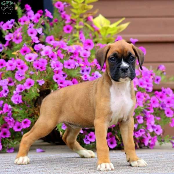 Brie, Boxer Puppy
