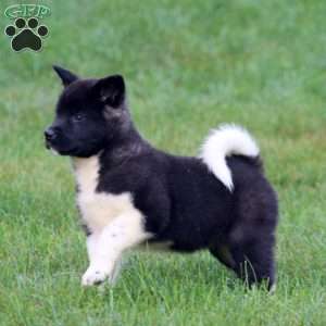 Brie, Akita Puppy