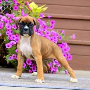 Brie, Boxer Puppy