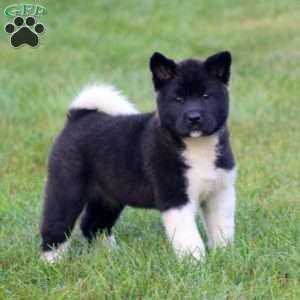 Brie, Akita Puppy