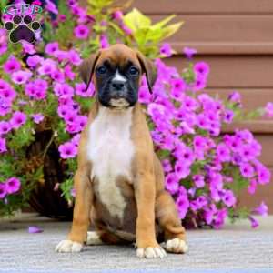 Brie, Boxer Puppy