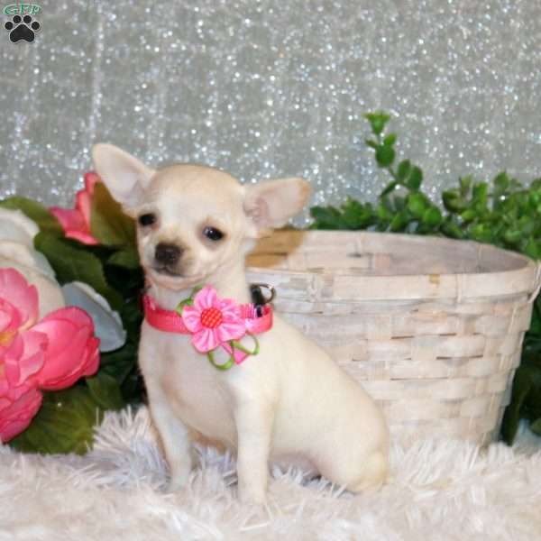Brielle, Chihuahua Puppy
