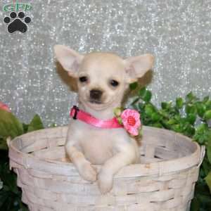 Brielle, Chihuahua Puppy