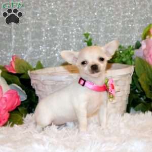 Brielle, Chihuahua Puppy