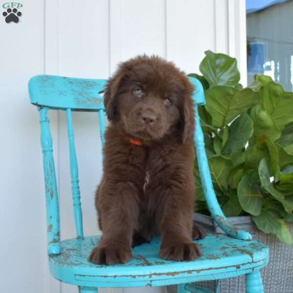 Brisket, Newfoundland Puppy