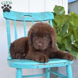 Brisket, Newfoundland Puppy
