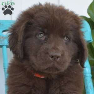 Brisket, Newfoundland Puppy