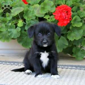 Brittany, American Eskimo Mix Puppy