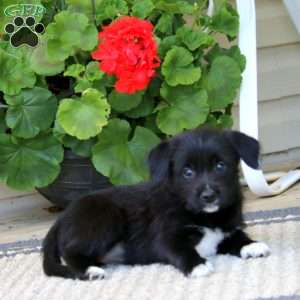 Brittany, American Eskimo Mix Puppy