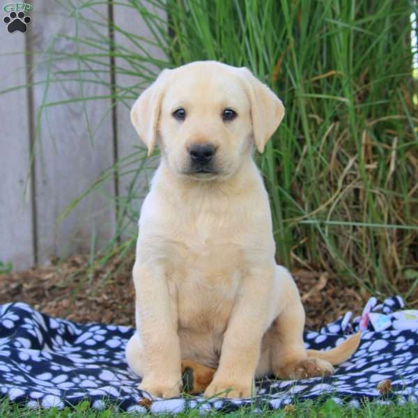 Brody, Yellow Labrador Retriever Puppy