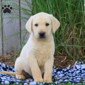 Brody, Yellow Labrador Retriever Puppy