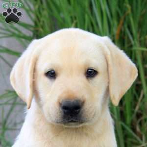 Brody, Yellow Labrador Retriever Puppy