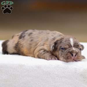 Brody, Frenchton Puppy
