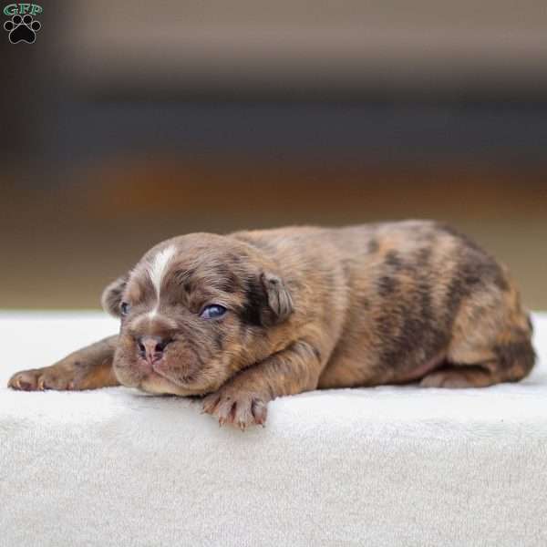 Brody, Frenchton Puppy