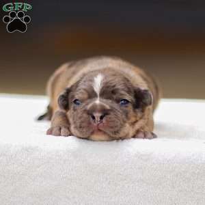 Brody, Frenchton Puppy