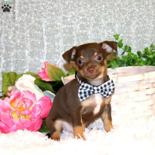 Brody, Chihuahua Puppy