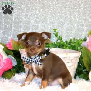 Brody, Chihuahua Puppy