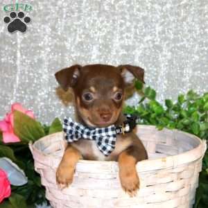 Brody, Chihuahua Puppy