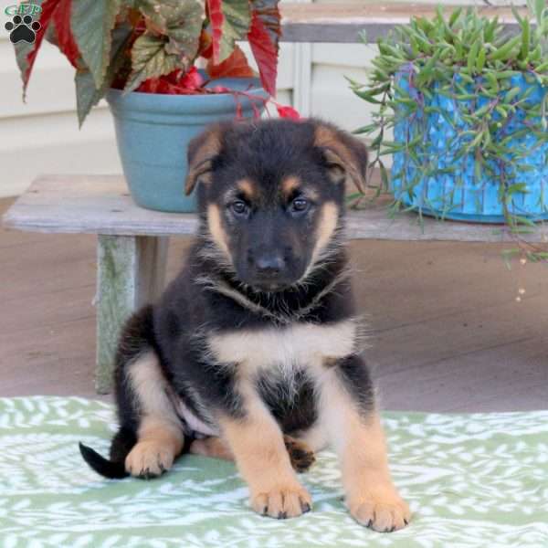 Brooke, German Shepherd Puppy