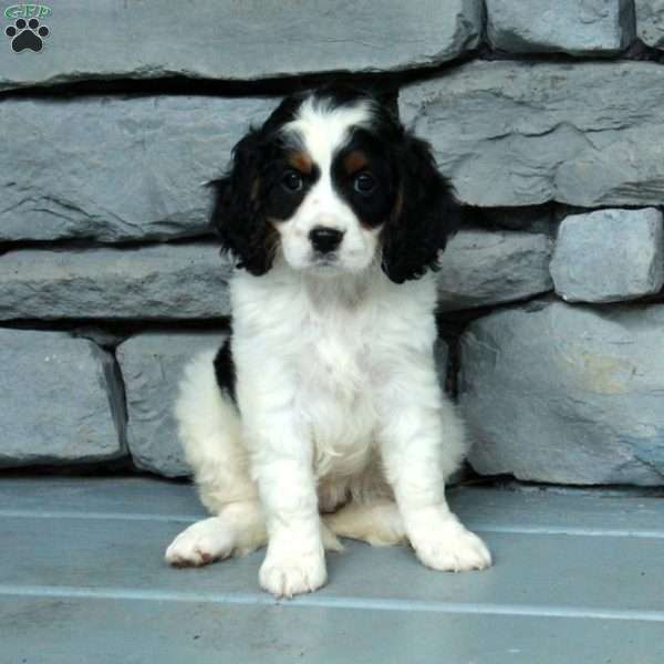 Brooke, Cavapoo Puppy