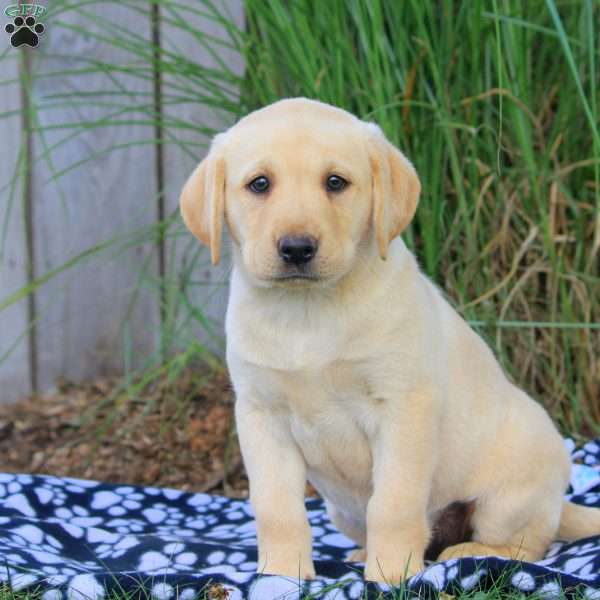 Brooke, Yellow Labrador Retriever Puppy