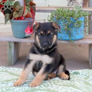 Brooke, German Shepherd Puppy