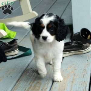 Brooke, Cavapoo Puppy