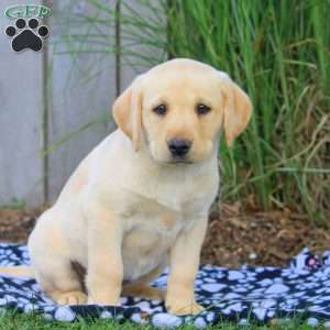 Brooke, Yellow Labrador Retriever Puppy