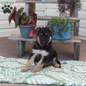Brooke, German Shepherd Puppy