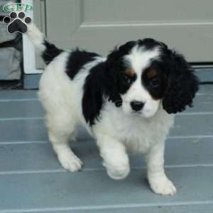 Brooke, Cavapoo Puppy