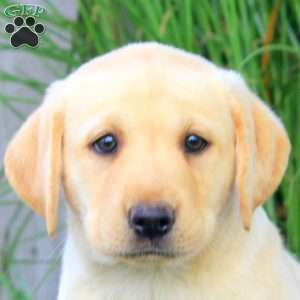 Brooke, Yellow Labrador Retriever Puppy