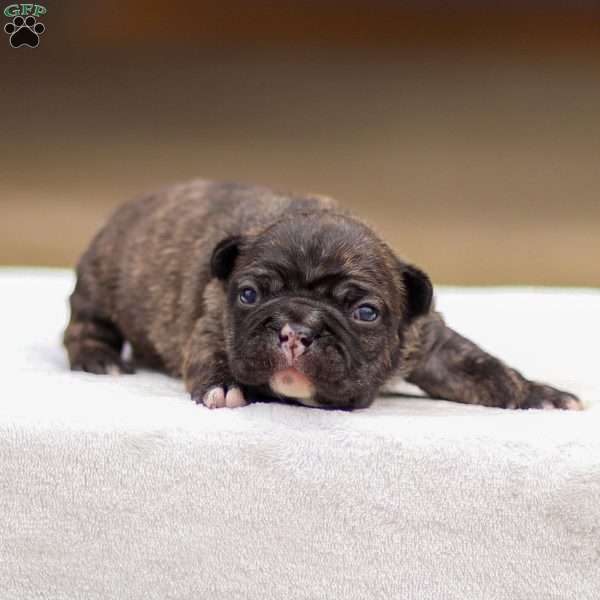 Brooke, Frenchton Puppy
