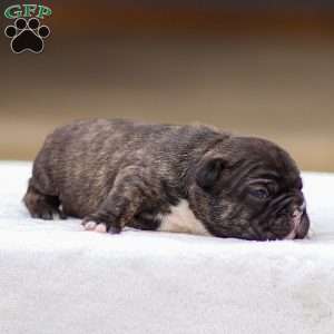 Brooke, Frenchton Puppy