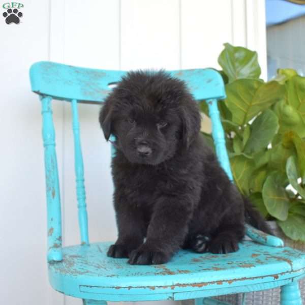 Brookie, Newfoundland Puppy