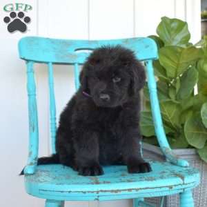 Brookie, Newfoundland Puppy
