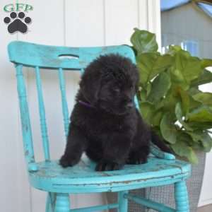 Brookie, Newfoundland Puppy