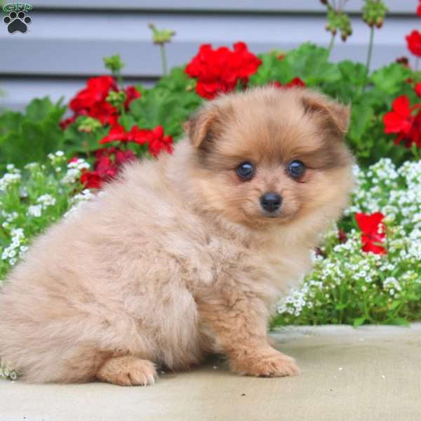 Brownie, Pomeranian Puppy