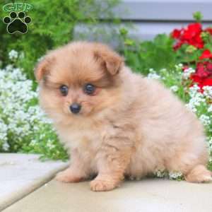 Brownie, Pomeranian Puppy